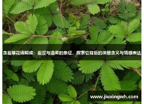 含羞草花语解读：羞涩与温柔的象征，探索它背后的深层含义与情感表达